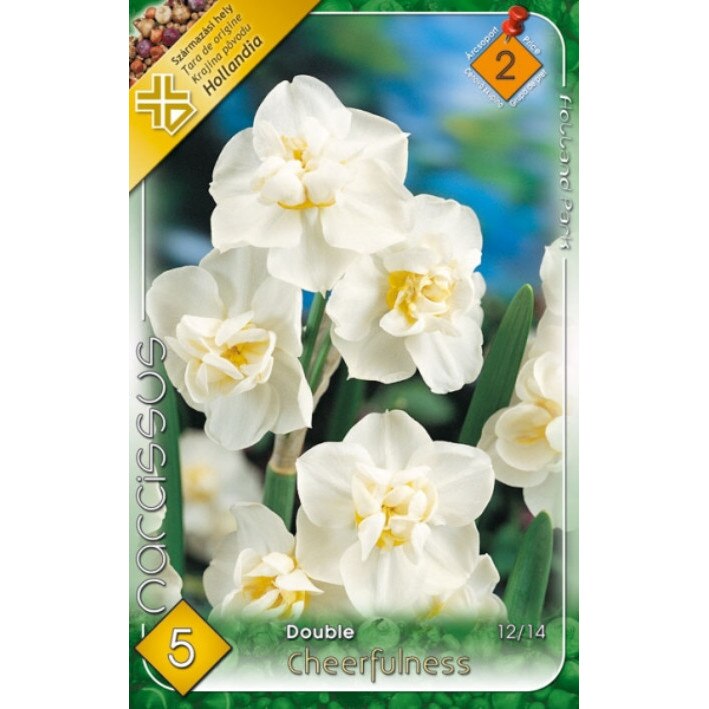 Bulbi Narcise Duble Cheerfulness HOLLAND PARK 5 bucati