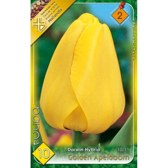 Bulbi Lalele Yellow Apeldoorn HOLLAND PARK 10 bucati