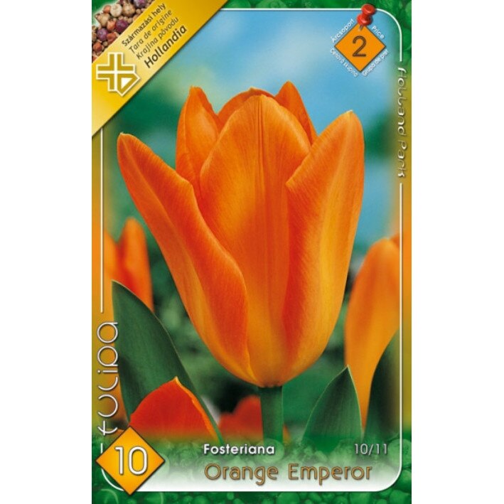 Bulbi Lalele Orange Emperor HOLLAND PARK 10 bucati