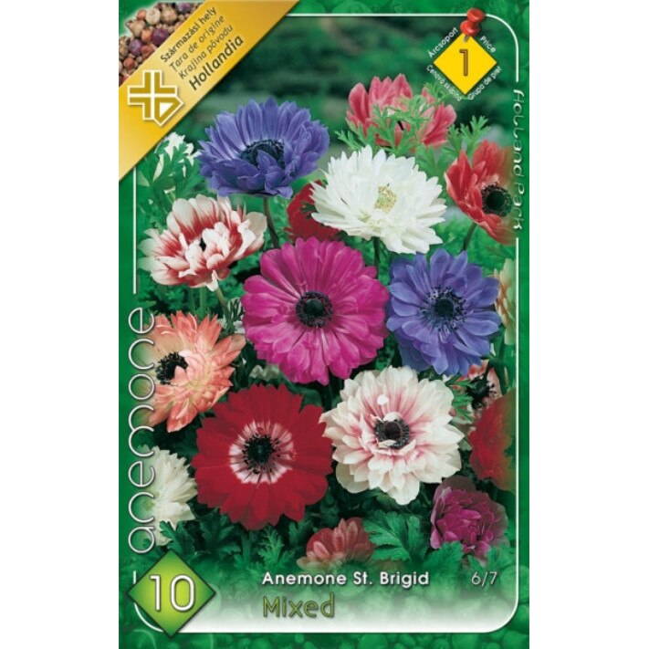 Bulbi Anemone St. Brigid Mixte HOLLAND PARK 10 bucati