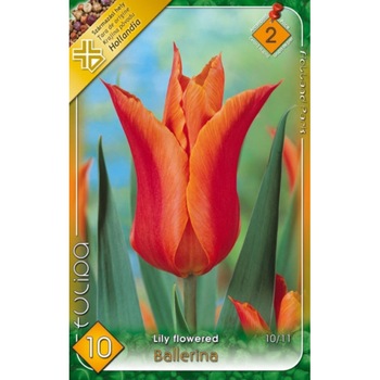 Bulbi Lalele Ballerina HOLLAND PARK 10 bucati Bulbi Lalele Ballerina HOLLAND PARK 10 bucati
