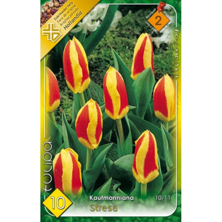 Bulbi Lalele Stresa HOLLAND PARK 10 bucati