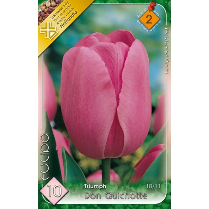 Bulbi Lalele Don Quichotte HOLLAND PARK 10 bucati