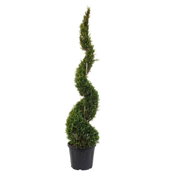 CUPRESSOCYPARIS LEYLANDII SPIRALA, Ghiveci 18 litri, Inaltime 150-160cm