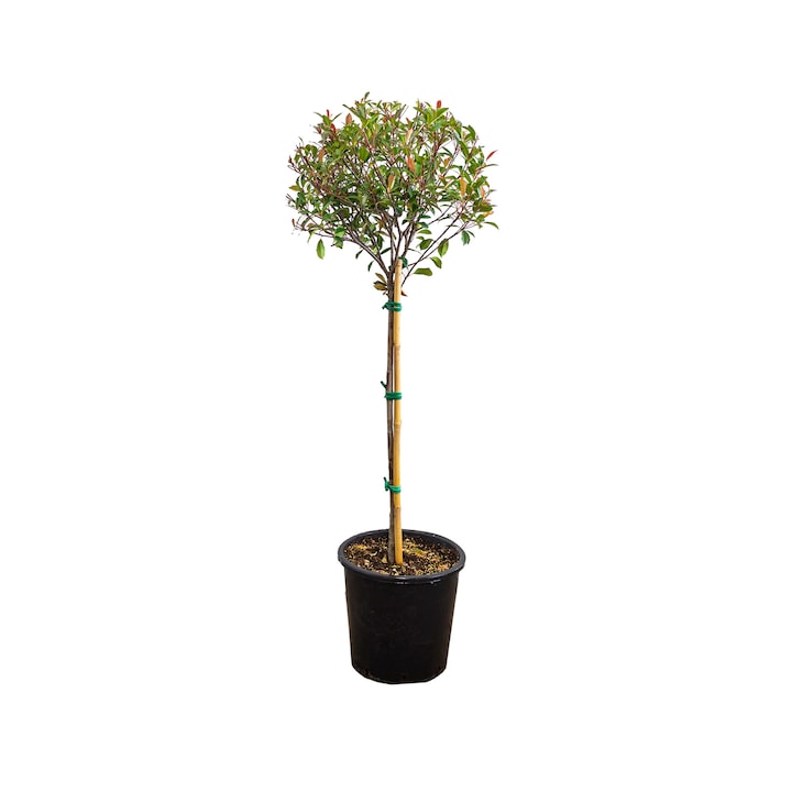 Photinia Red Robin glob pe tulpina, ghiveci 10 L, h 100-120 cm