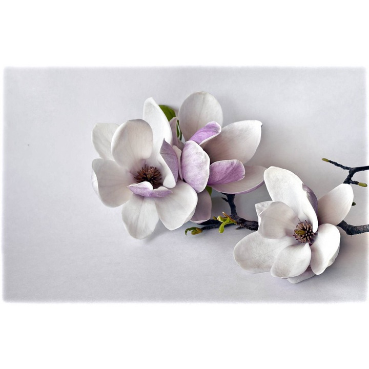 Fototapet 3D, O crenguta cu flori delicate, 200 x 150 cm