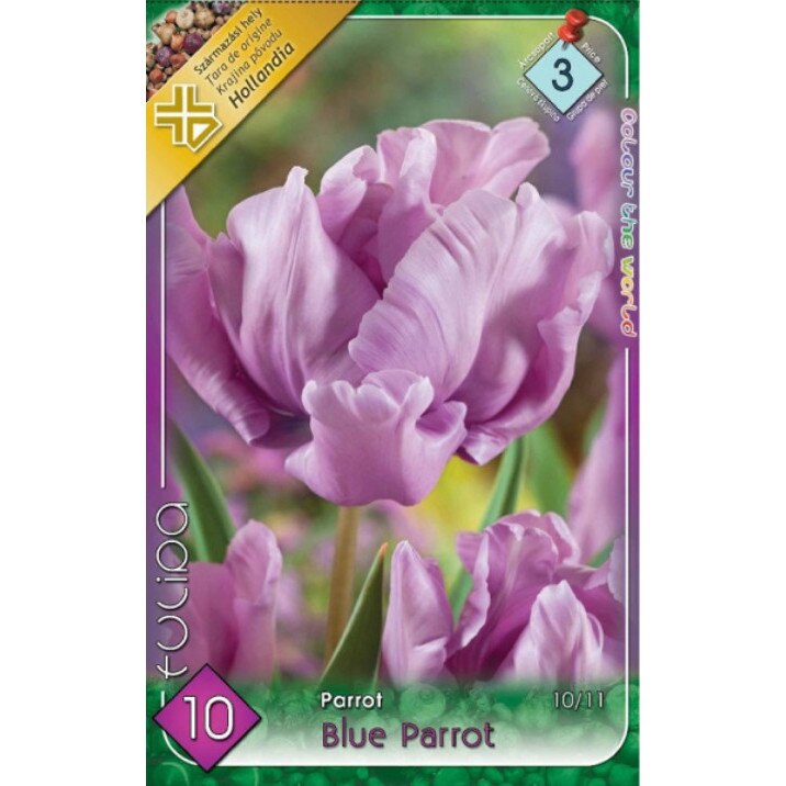 Bulbi Lalele Blue Parrot HOLLAND PARK 10 bucati