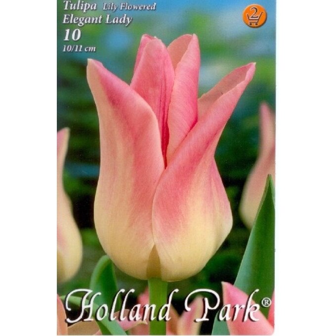 Bulbi Lalele Elegant Lady HOLLAND PARK 10 bucati
