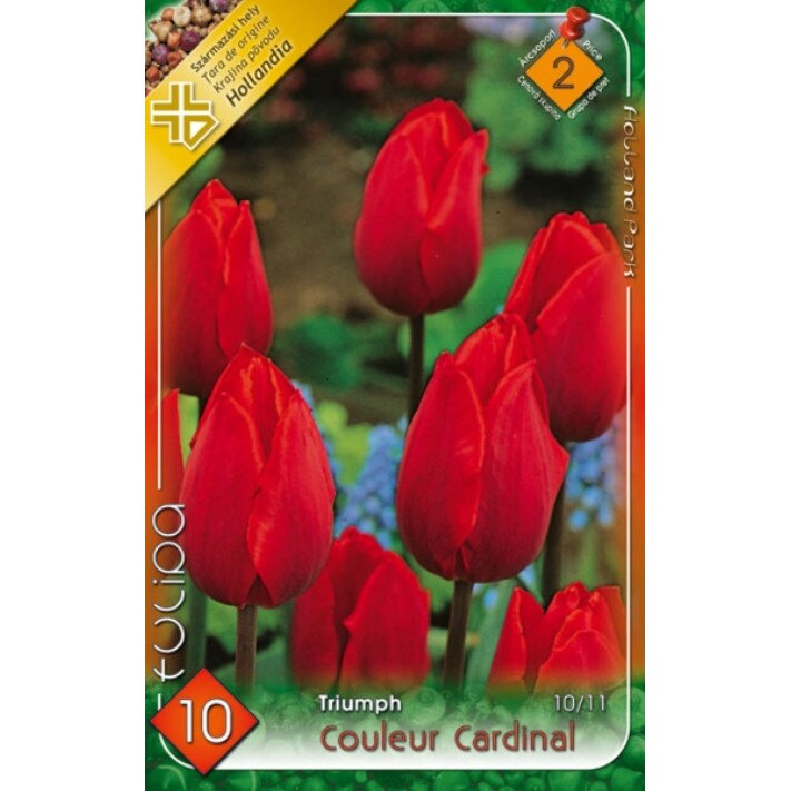 Bulbi Lalele Couleur Cardinal HOLLAND PARK 10 bucati