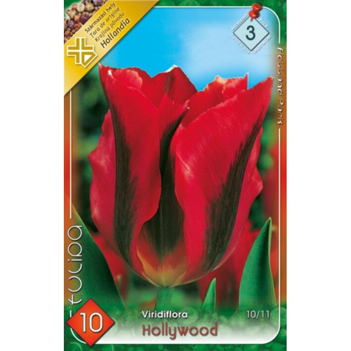 Bulbi Lalele Hollywood HOLLAND PARK 10 bucati