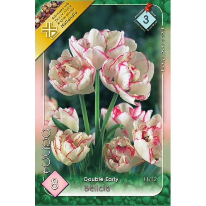 Bulbi Lalele Double Belicia HOLLAND PARK 8 bucati
