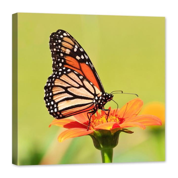 Tablou luminos in intuneric, GlowforHome, Fluture monarh deasupra unei flori portocalii in fundal verde, 80 cm x 80 cm