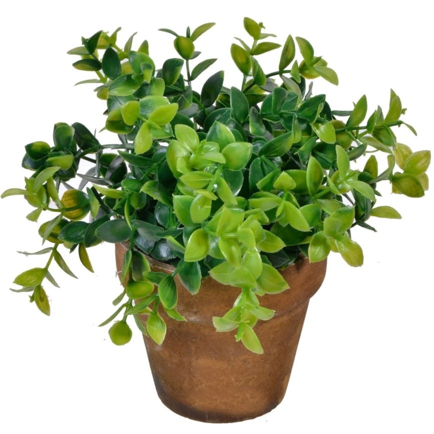 Ghiveci decorativ, Zola®, maro, din ceramica, cu bonsai, 15 cm