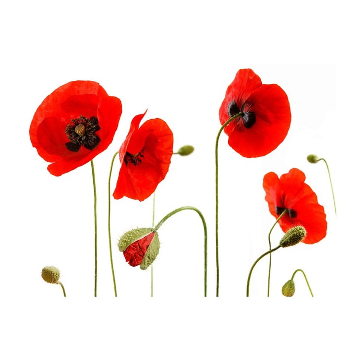 Nem szőtt tapéta nappaliba, hálószobába, nyári emlékek - pipacsok - 300cm X 231cm, Használati útmutató, ragasztó