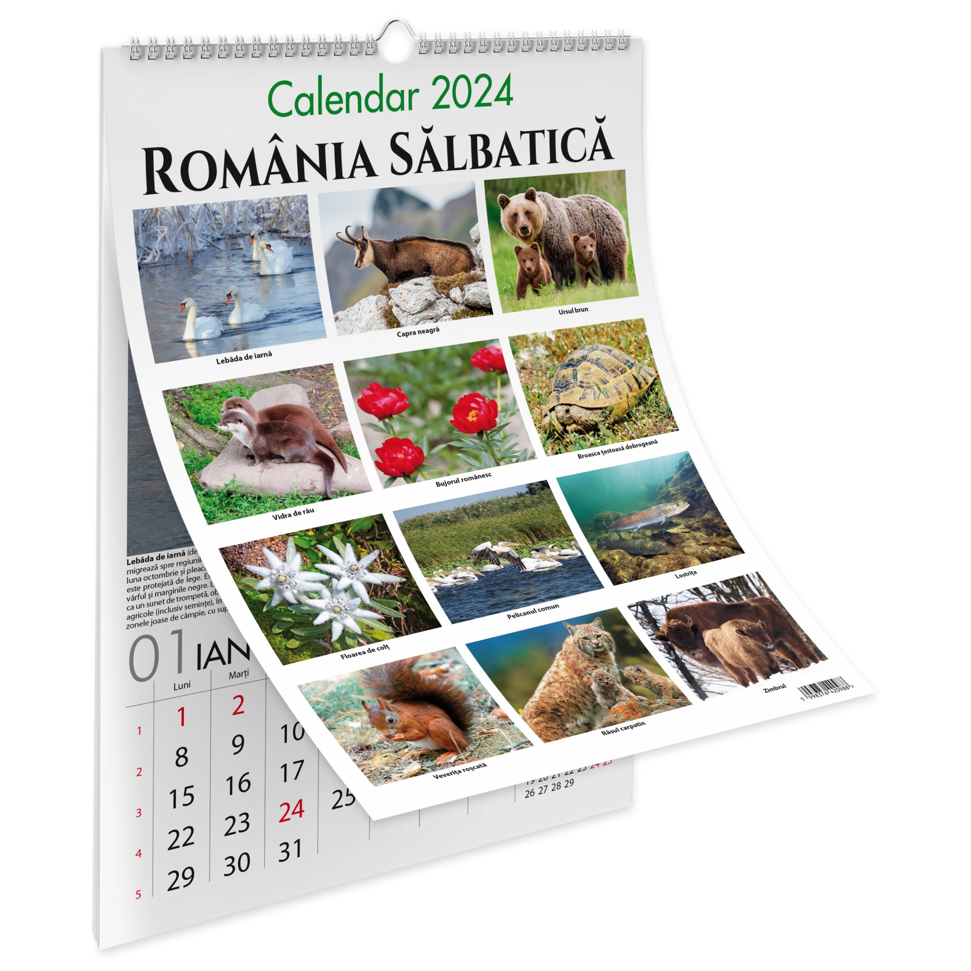 Calendar 2024 Romania Salbatica 13 File Carton Lucios 32x45 Cm EMAG Ro   Res Ba0b4d9acdb159ca74a317667e56aa25 