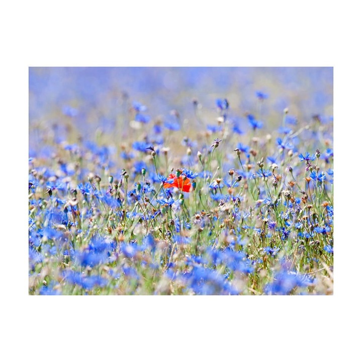 Nem szőtt tapéta nappali, hálószoba, búzavirágos égbolt réthez - 350cm X 270cm, Használati útmutató, ragasztó