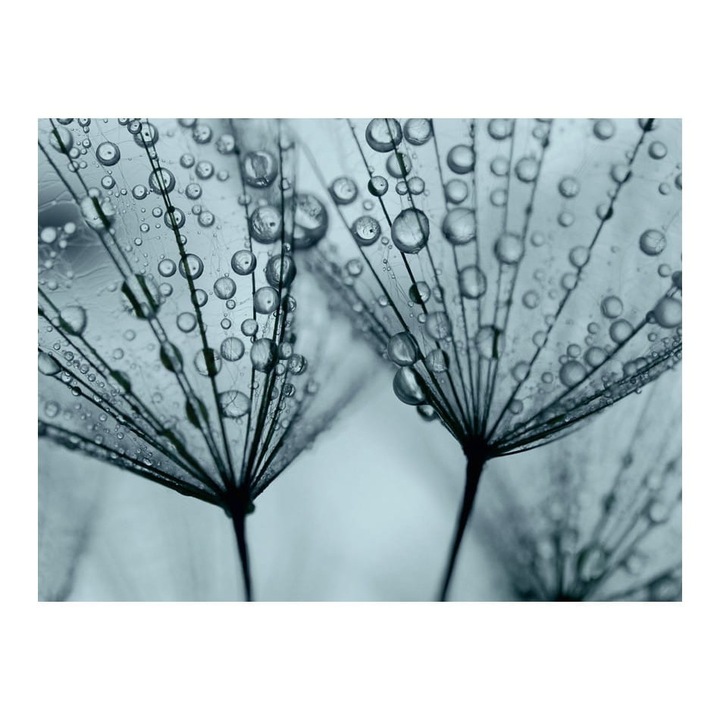 Nem szőtt tapéta nappaliba, hálószobába, Pitypang türkiz - 400cm X 309cm, Használati útmutató, ragasztó