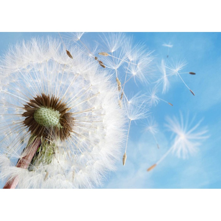 Fototapet, Spre cer, floare de papadie , 450 cm x 250 cm