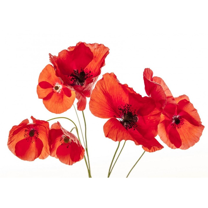 Fototapet, Buchet de maci rosii pe un fundal alb, 250 cm x 200 cm