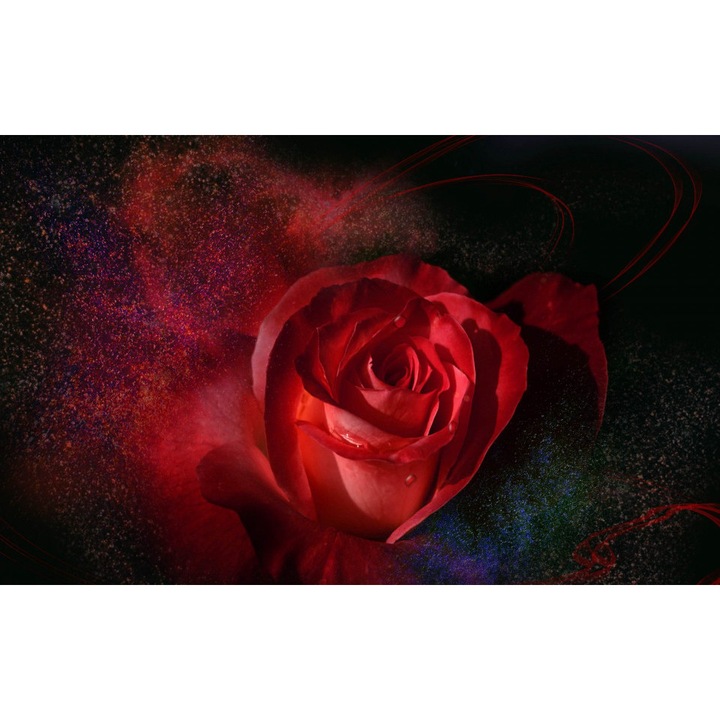 Fototapet, Trandafirul rosu pe un funda negru, 300 cm x 150 cm