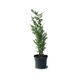 Ienupar Arnold - Juniperus communis Arnold 80-90 cm