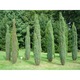 Ienupar Arnold - Juniperus communis Arnold 80-90 cm