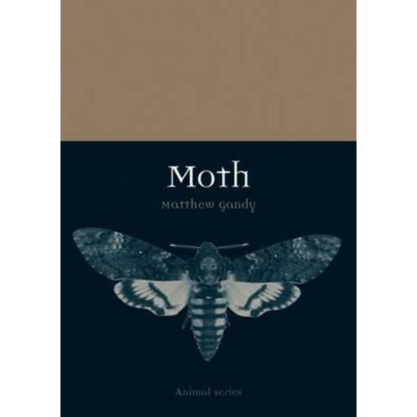 Moth