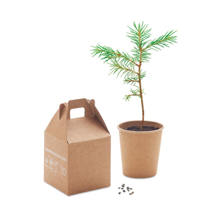 Екологичен комплект Grow, борови семена Pinus nigra, 30см на година
