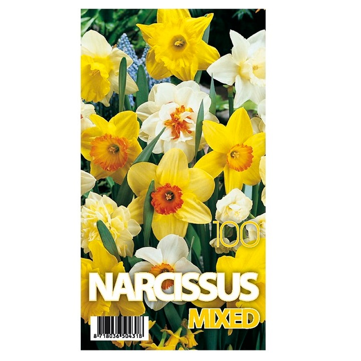 Bulbi Narcise, Mix Multicolor, 100 bulbi, 3 kg