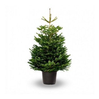 Brad crescut in ghiveci Nordmann Top Quality 140-160 cm Brad crescut in ghiveci Nordmann Top Quality 140-160 cm