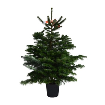 Brad Nordmann crescut in ghiveci calitatea I 80-100 cm Brad Nordmann crescut in ghiveci calitatea I 80-100 cm