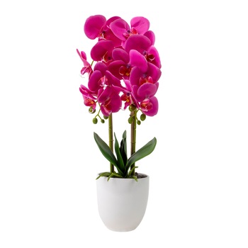 Orhidee 2 fire cu aspect natural in ghiveci ceramic alb, H 50 cm / CD3542-FUCSIA Orhidee 2 fire cu aspect natural in ghiveci ceramic alb, H 50 cm / CD3542-FUCSIA