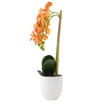 Orhidee 2 fire cu aspect natural in ghiveci ceramic alb, H 50 cm / CD3542-PORTOCALIU Orhidee 2 fire cu aspect natural in ghiveci ceramic alb, H 50 cm / CD3542-PORTOCALIU