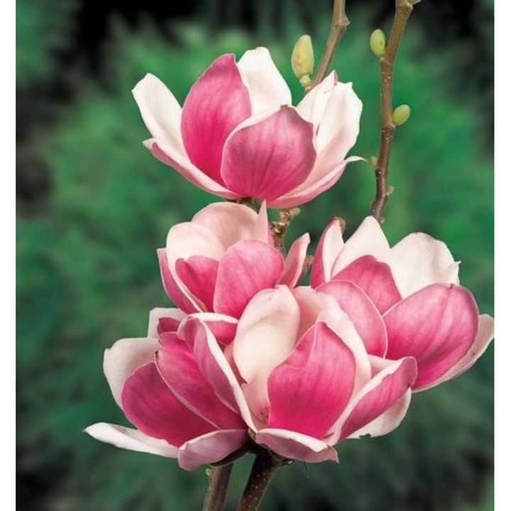 Magnolia Satisfaction, ghiveci 10L, inaltime 80-100 cm