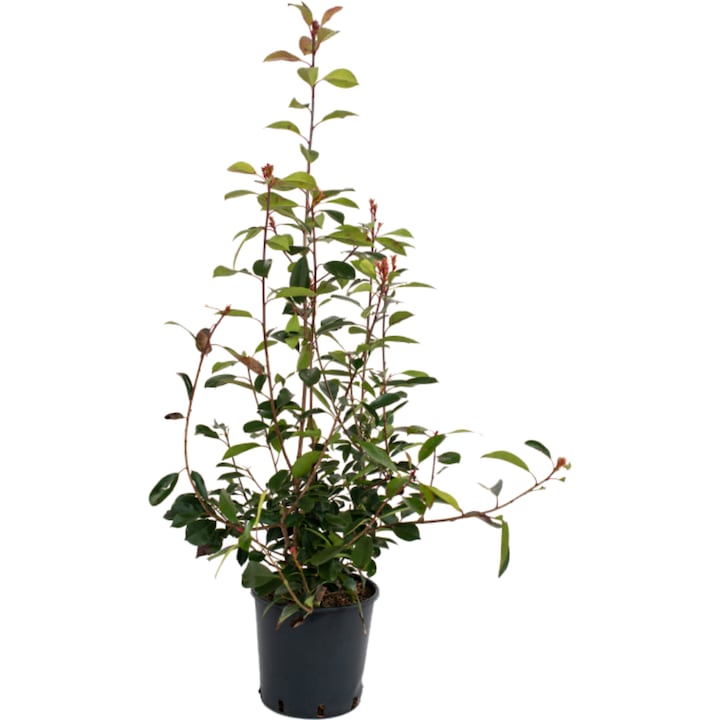 Photinia Red Robin tufa, ghiveci 3 L, h 60-80 cm