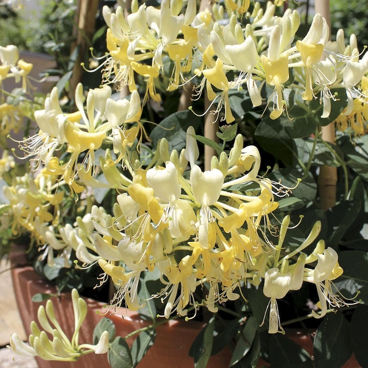 Lonicera Japonica Golden Leon, ghiveci 3L, inaltime 140-160 cm