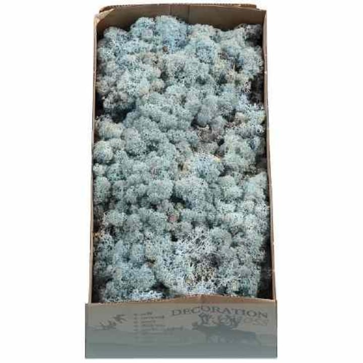Licheni, Fresco Verde, Ice Blue, 500 g