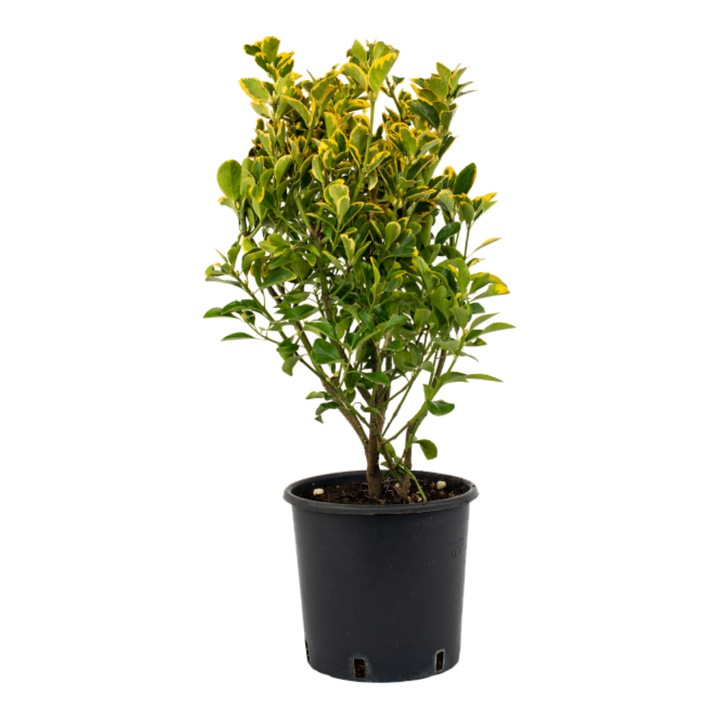 Salba Euonymus Japonicus Aurea, ghiveci 3 L, h 30-40 cm