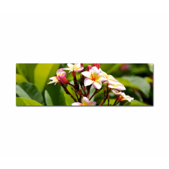 Tablou Canvas, 1 Piesa, Plumeria 2 69, Tipar UV pe panza PREMIUM din BUMBAC (400 g/mp) si intins pe sasiu din lemn (Profil 2X3.6cm), 100x30 cm