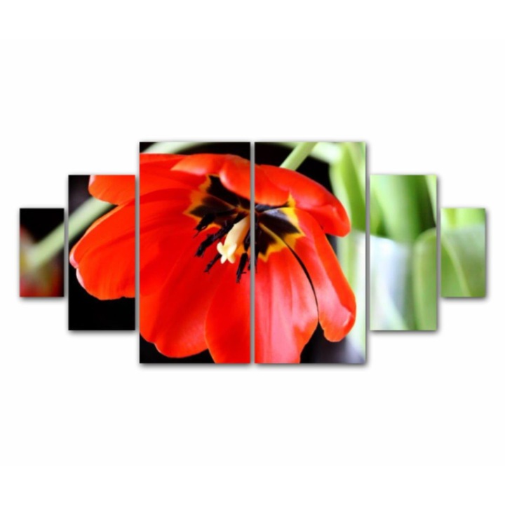 6 db-os Multicanvas festmény készlet, Piros tulipán 258, UV-nyomat PREMIUM COTTON vászonra (400 g/m2) és fa keretre feszítve (Profil 2X3,6cm), 200x100 cm