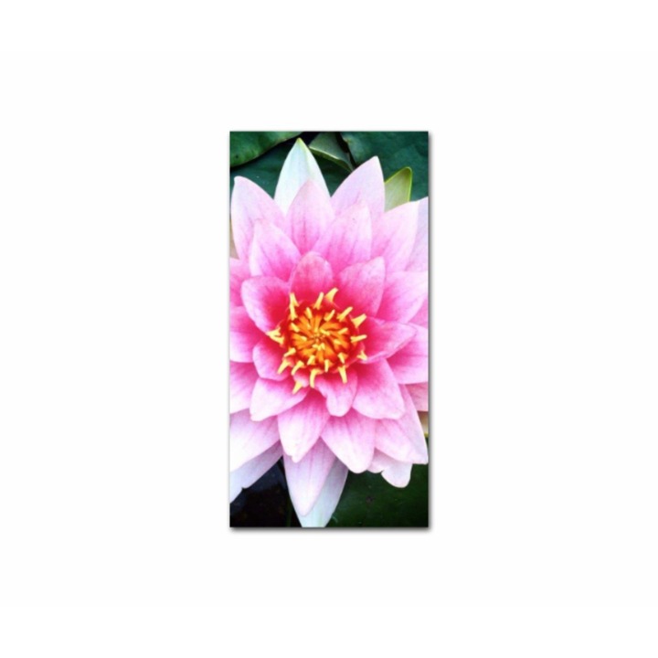 Vászonfestmény, 1 db, Lótuszvirág 273, UV nyomat PREMIUM COTTON vászonra (400 g/m2) és fa keretre feszítve (Profil 2X3,6cm), 20x40 cm