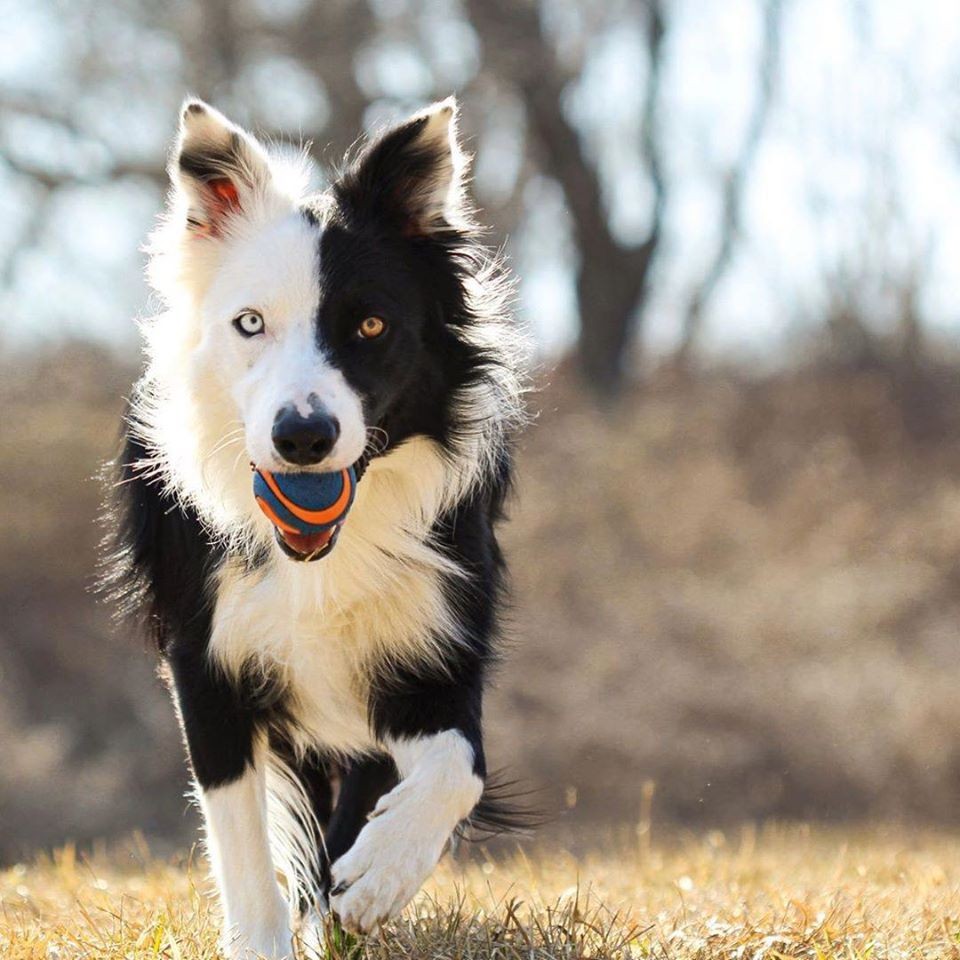 chuckit ultra ball medium