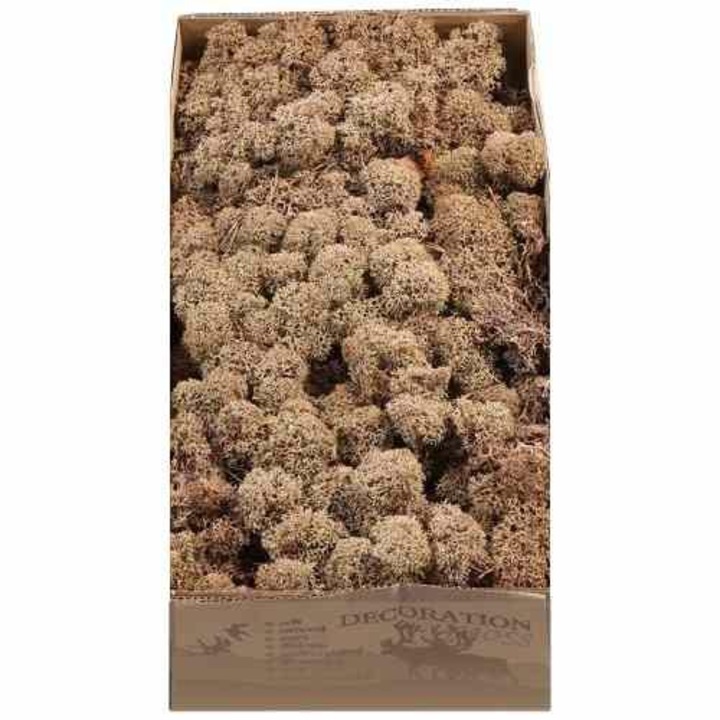 Licheni 500gr Brown