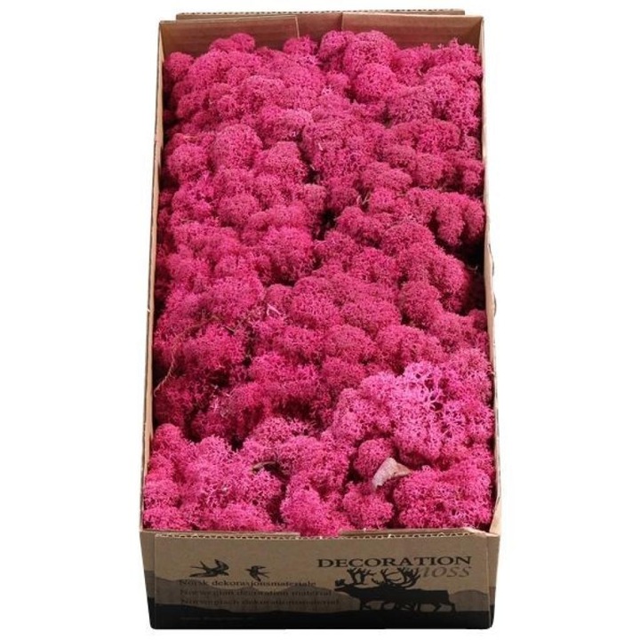 Licheni Fuxia