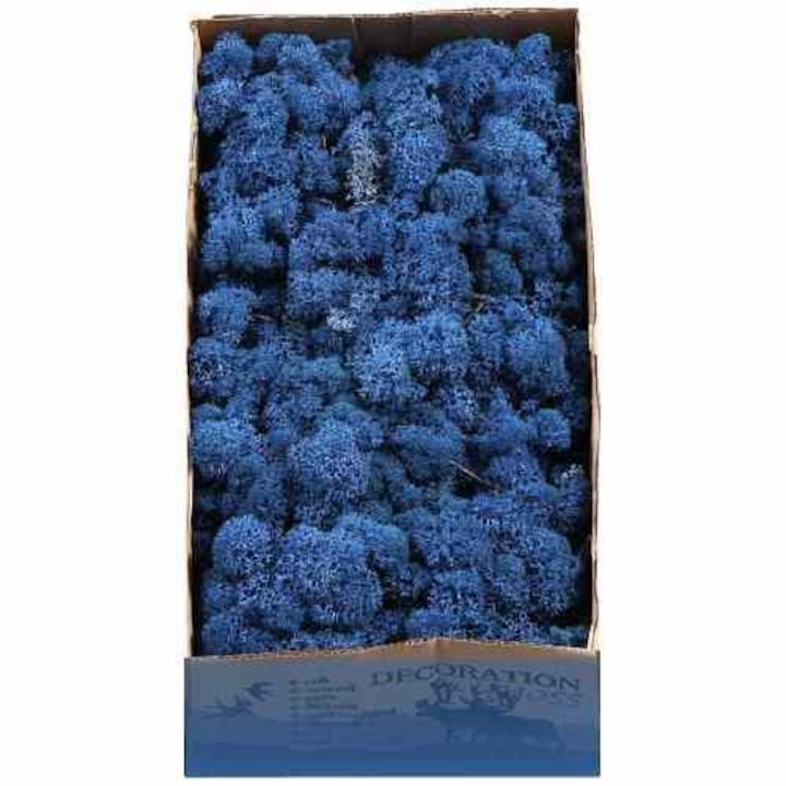 Licheni decorativi naturali stabilizati Royal Blue