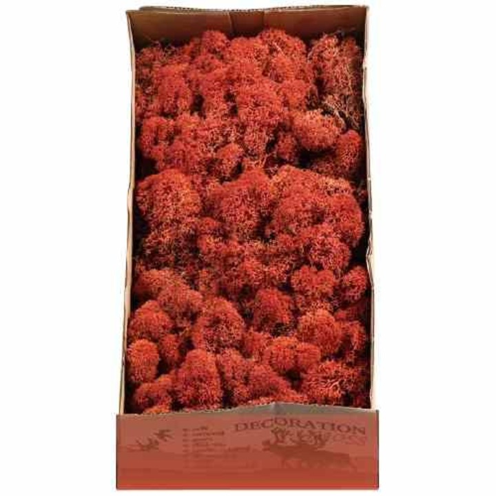Licheni stabilizati 500gr Sienna acopera aproximativ 0.08mp