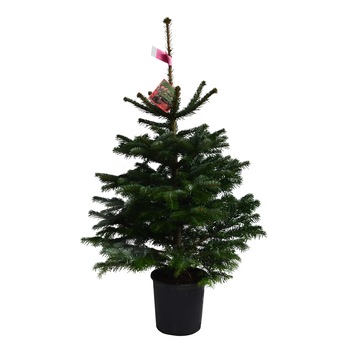 Brad natural crescut in ghiveci calitate extra 60-80 cm Brad natural crescut in ghiveci calitate extra 60-80 cm