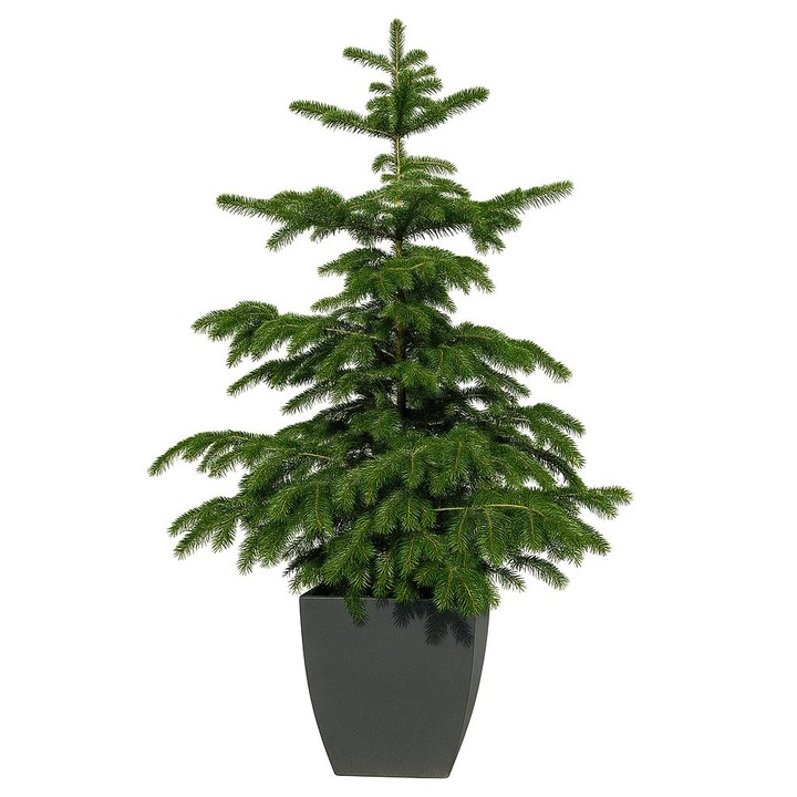 Brad natural crescut in ghiveci calitate extra 160-180 cm