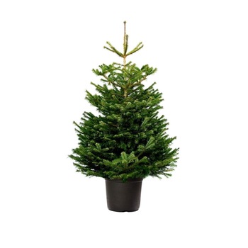 Brad Natural crescut in ghiveci 140-160 cm Brad Natural crescut in ghiveci 140-160 cm