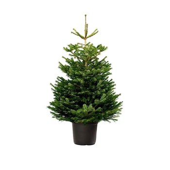Brad Natural crescut in ghiveci 120-140 cm Brad Natural crescut in ghiveci 120-140 cm